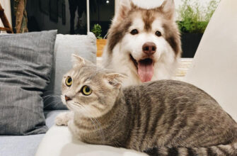 Котики или песики: кого из них можно пускать в кровать, а кто испортит вам сон
