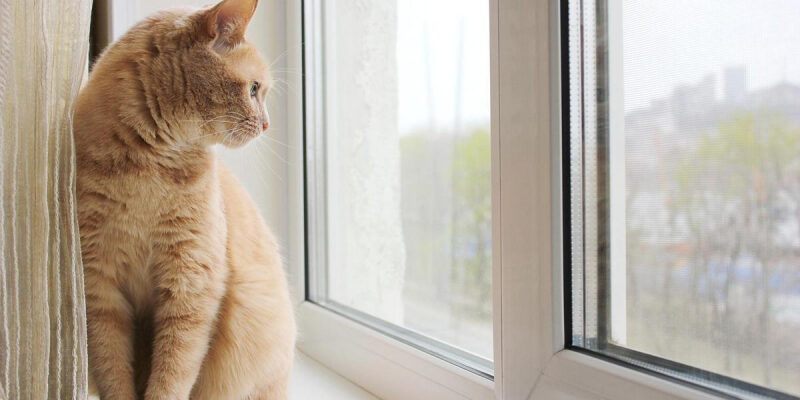 Смертельная ловушка: почему кошкам нельзя и близко подходить к пластиковым окнам