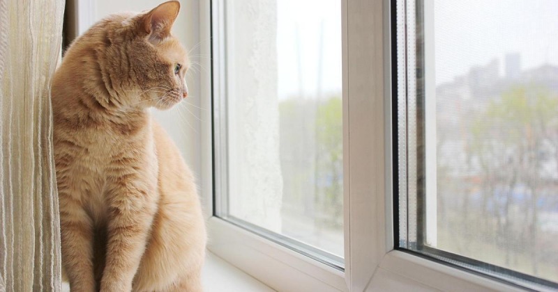Смертельная ловушка: почему кошкам нельзя приближаться к пластиковым окнам