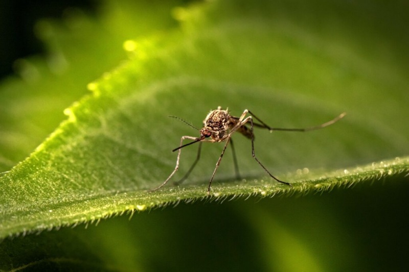 В России выявлено 47 новых вирусов комаров