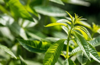 Экстракт этого растения вырабатывает мелатонин и помогает уснуть