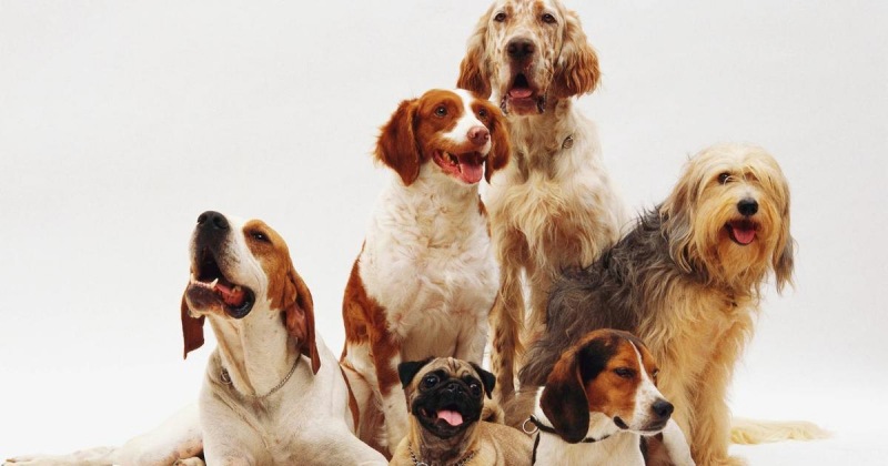 Склонность к раку: ученые назвали породы собак с высоким риском развития рака