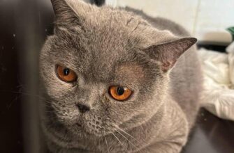 В Подмосковье спасли 16-летнюю кошку с отеком легких, которая почти не могла дышать