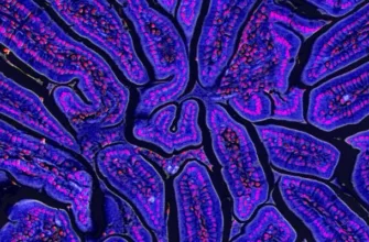 «Когда искусство встречается с наукой»: объявлены победители конкурса фото через микроскоп