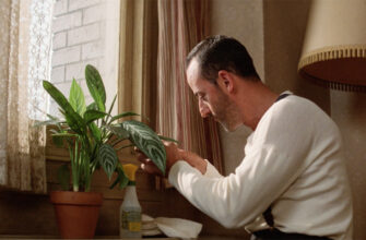 20 неубиваемых домашних растений, которые выживут почти без ухода