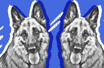 Как нарисовать собаку тем, кто вообще не художник