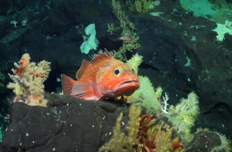 У берегов Чили обнаружили гигантскую подводную гору и 20 потенциально новых существ