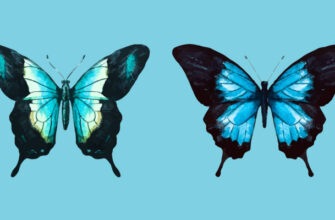 15 способов нарисовать красочную бабочку