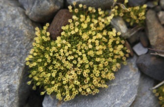 Волна тепла в Антарктиде привела к распространению цветов