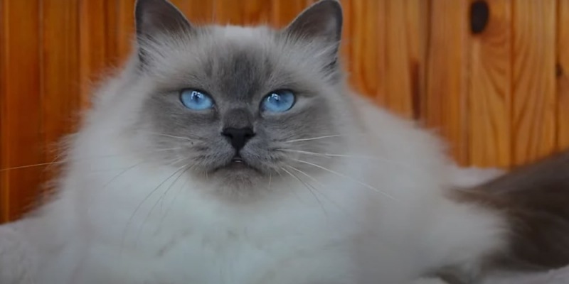 10 пушистых кошек, которые очаруют вас с первого взгляда