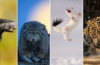 Претенденты на звание лучшего кадра дикой природы: 14 финалистов Wildlife Photographer of the Year