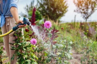 4 причины, почему георгины не цветут