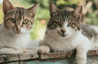 Симба и Биргир: названы 10 самых популярных кличек кошек в Москве