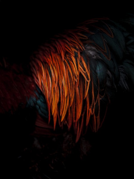 лучшая фотография на смартфон: объявлены победители iPhone Photography Awards 2024