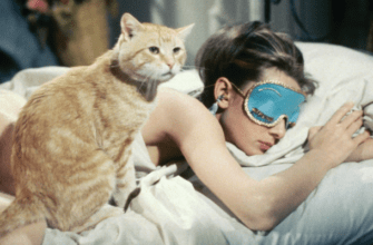 Или я, или кот: более 40% россиянок готовы отказаться от партнёра с аллергией на животных Или я, или кот: более 40% россиянок готовы отказаться от партнёра с аллергией на животных