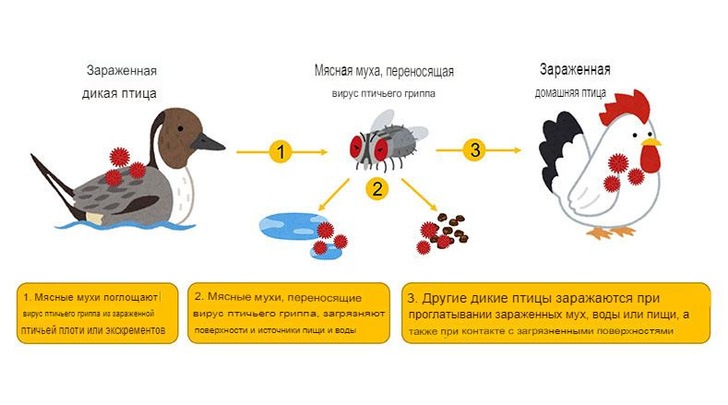 Улетай отсюда! Ученые обнаружили, что мухи могут быть переносчиками птичьего гриппа