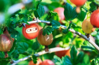 Как размножить крыжовник