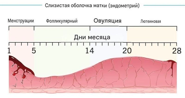 Увеличивается в 16 раз: как меняется эндометрий в зависимости от фазы менструального цикла